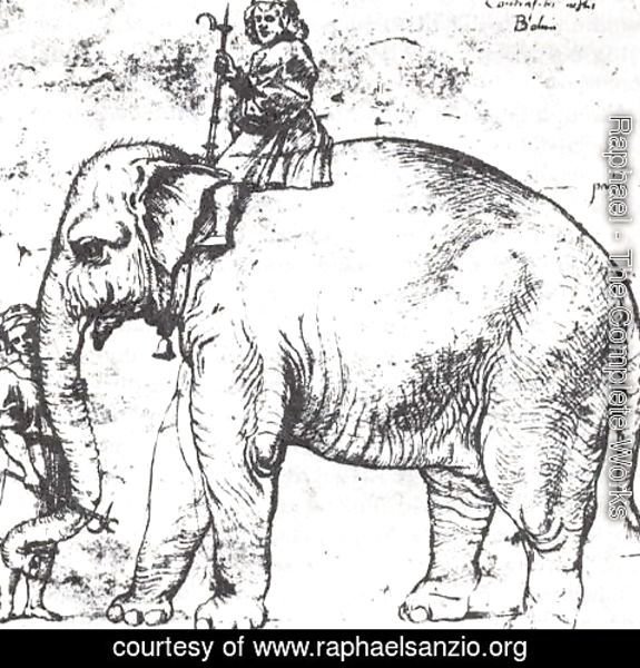 Raphael - Hanno, The Pope's Leo X Elephant